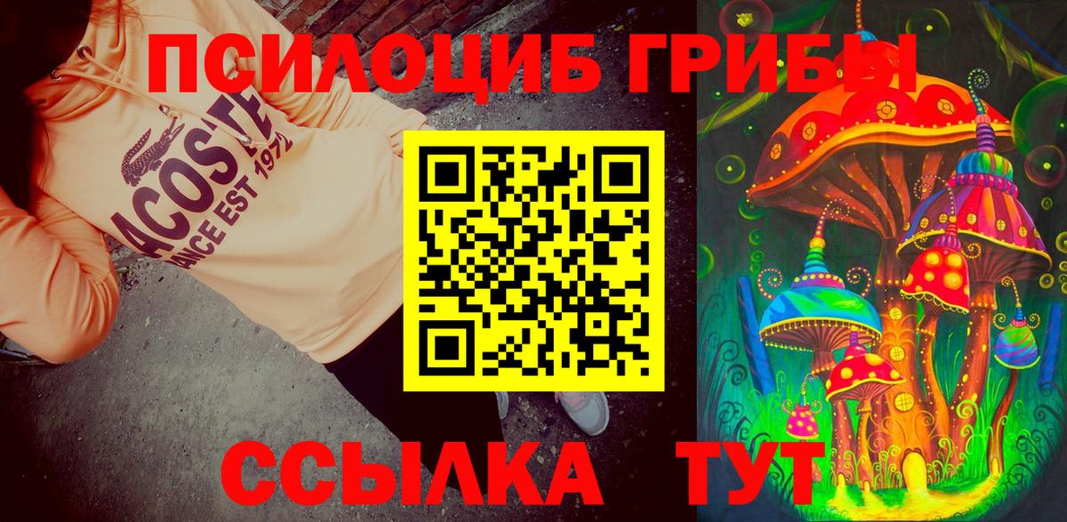 Кашира  что такое   Псилоцибиновые грибы прущие грибы  Вход с VPN  Псилоцибиновые грибы Psilocybine cubensis 